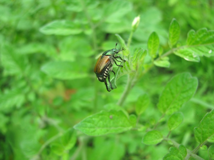 Japanese Beetle adults kicking back on my tomato plants.